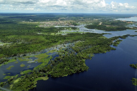 Dżungla amazońska w pobliżu Manaus
