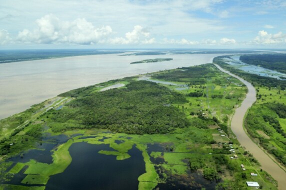 Dżungla amazońska w pobliżu Manaus