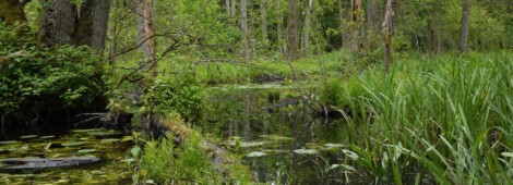 Białowieski Park Narodowy