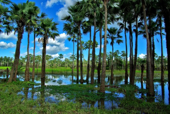 Ceará