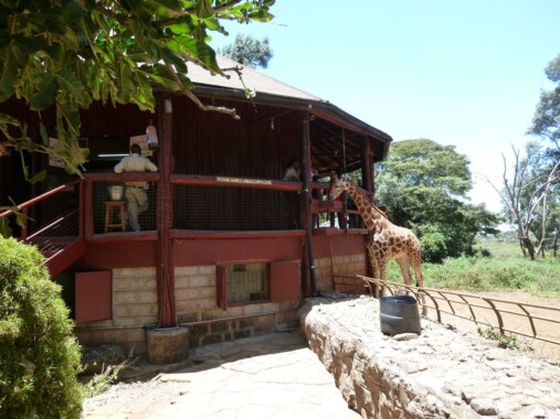 Centrum żyraf w Nairobi