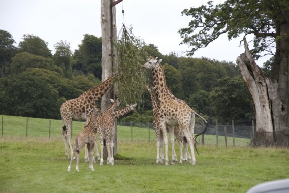 Centrum żyraf w Nairobi
