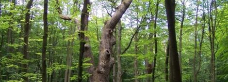 Dęby Bolesław i Warcisław