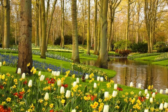 Ogród Keukenhof
