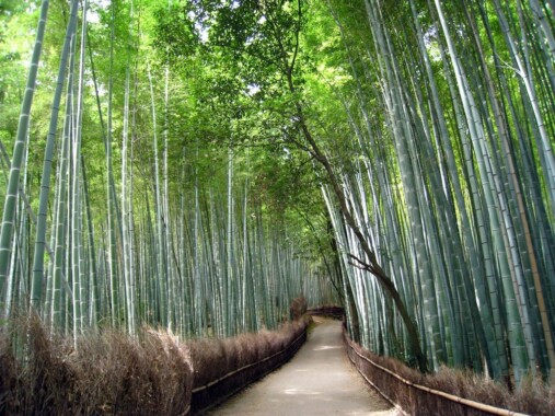 Las bambusowy Sagano w Arashiyama w Kioto