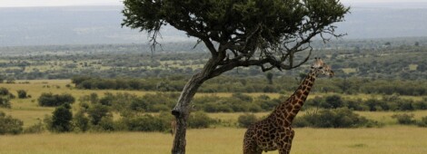 Masai Mara