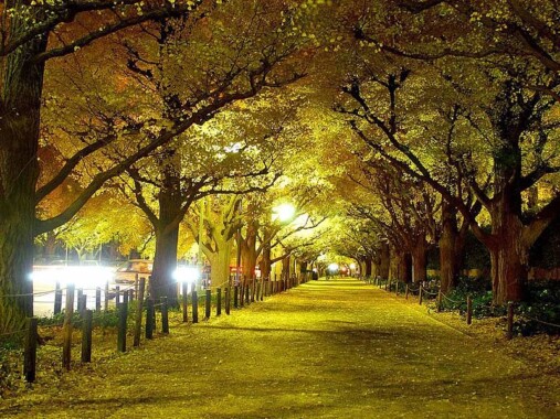 Meiji Shrine wysadzona drzewami miłorzębu