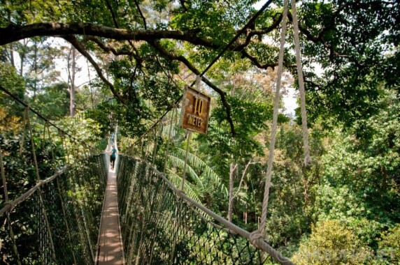 Most w Parku Narodowym Taman Negara