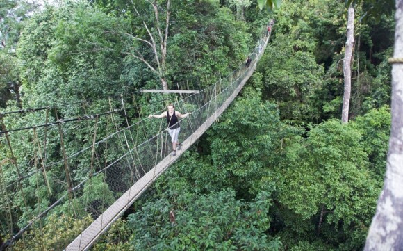 Most w Parku Narodowym Taman Negara