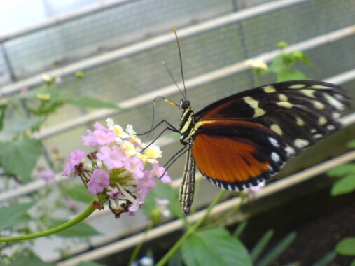 Motyl w Bornholmskim Parku Motyli Egzotycznych