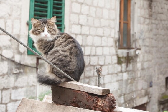 Muzeum Kotów w Kotorze