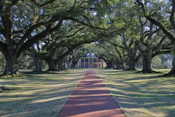 Tunel z dębów na plantacji Oak Alley Plantation