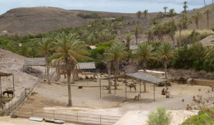 Oasis Park