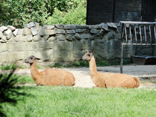 Ogród Zoologiczny w Krakowieq