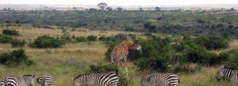 Park Narodowy Nairobi