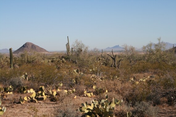 Park Narodowy Saguaro