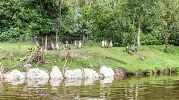 Pingwiny w Fota Wildlife Park