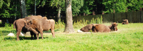 Rezerwat Pokazowy Żubrów (Białowieski PN)