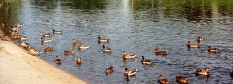 Sinnissippi Park w Rockford (Illinois)