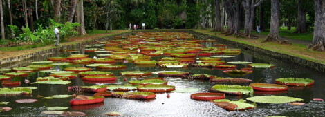 Sir Seewoosagur Ramgoolam Botanical Garden