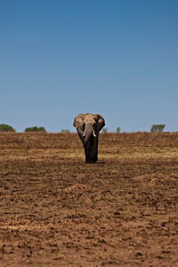 Słoń w Parku Narodowym Serengeti
