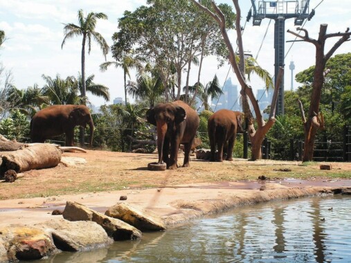 Słonie w Taronga Zoo