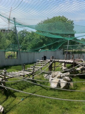 Szympansy w Ogrodzie Zoologicznym w Bratysławie