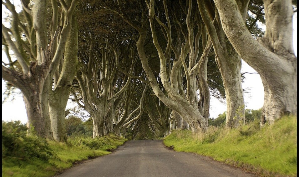 The Dark Hedges, Wielka Brytania