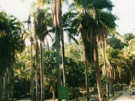 Tsimbazaza zoo