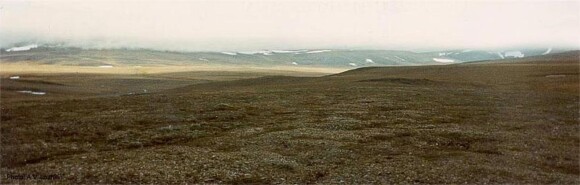 Tundra na wyspie Wrangla