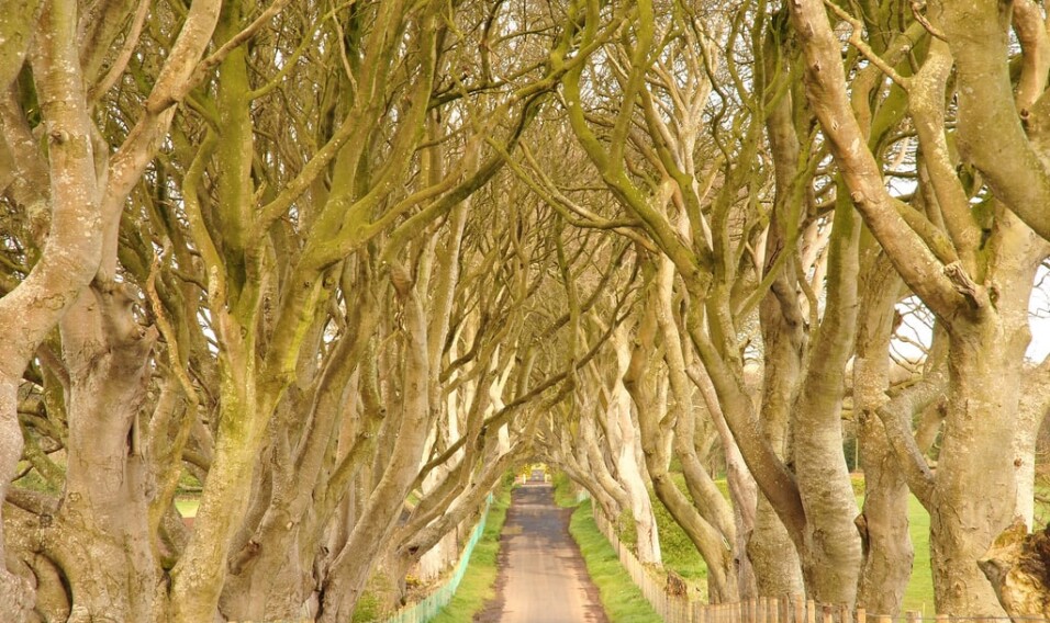 The Dark Hedges, Wielka Brytania