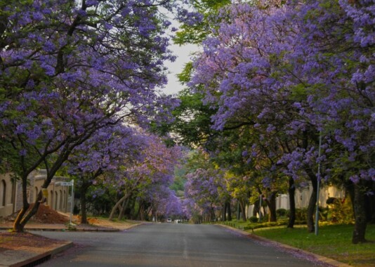 Ulica w Pretorii z kwitnącymi drzewami Jacaranda