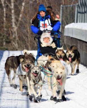 Wyścig psich zaprzęgów – Iditarod Trail Sled Dog Race
