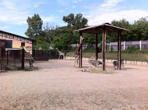 Zebry i żyrafy w Bratysławskim ZOO